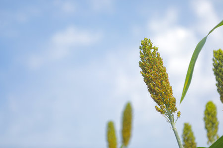jowar grain or sorghum crop farm over blue sky backgroundの写真素材