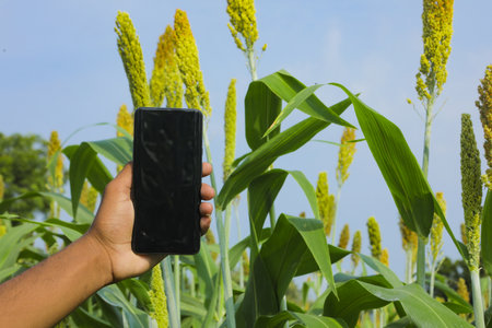 Young man Holding smartphone in hand and taking photo at jowar grain or sorghum field