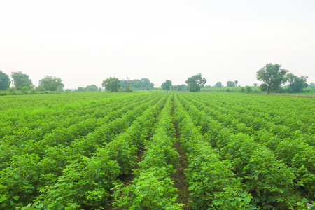 Flowering cotton gardens that have not yet been cottonの写真素材