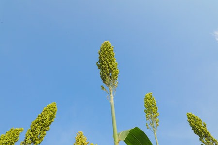 jowar grain or sorghum crop farm over blue sky backgroundの写真素材