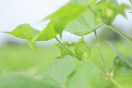 Flowering cotton gardens that have not yet been cottonの写真素材