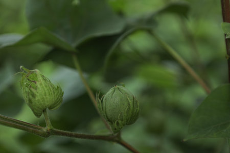 Green cotton fruit on cotton plant at fieldの写真素材