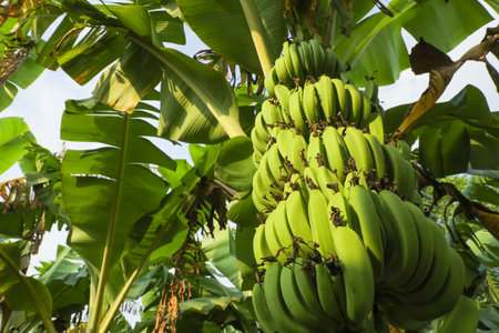 Banana tree with bunch of growing ripe green bananasの写真素材