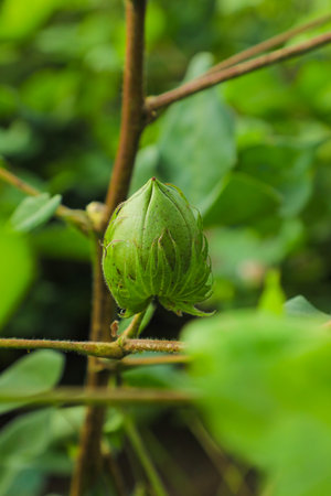 Green cotton fruit on cotton plant at fieldの写真素材