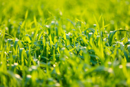 Green wheat field in Indian farm