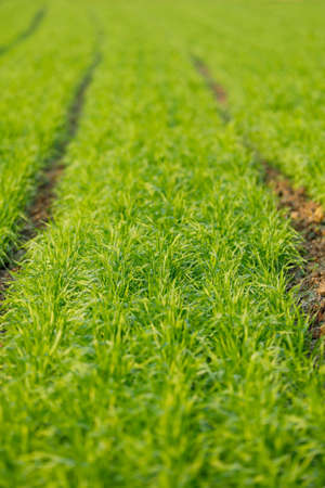 Green wheat field in Indian farm