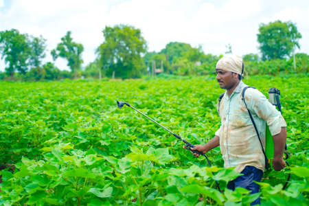 indian farmer spraying pesticide at cotton fieldの写真素材