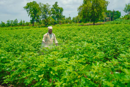 indian farmer spraying pesticide at cotton fieldの写真素材