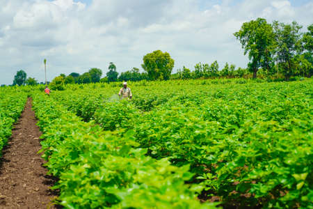 indian farmer spraying pesticide at cotton field