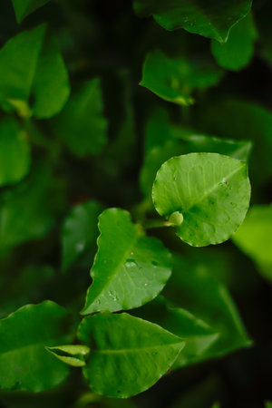 Green leaves texture background, Natural background and wallpaper