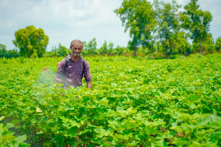 indian farmer spraying pesticide at cotton fieldの写真素材