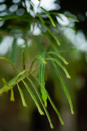 Green leaves texture background, Natural background and wallpaper