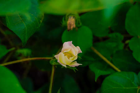 yellow colour cotton flower in cotton fieldの写真素材