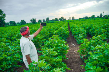 young indian farmer taking selfie in cotton fieldの写真素材