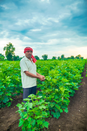 indian farmer examination in cotton fieldの写真素材