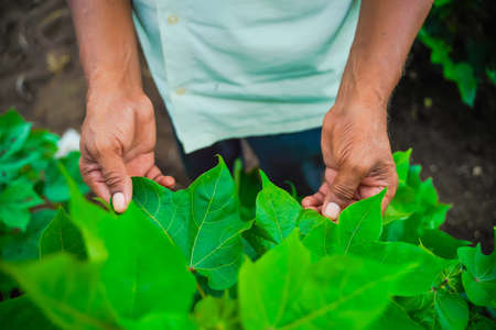 indian farmer examination in cotton fieldの写真素材