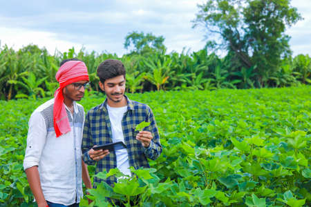Young handsome agronomist holds tablet touch pad computer in the cotton field and examining crops