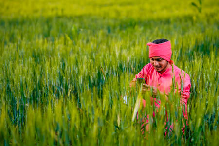 Young indian farmer using smartphone at wheat fieldの写真素材