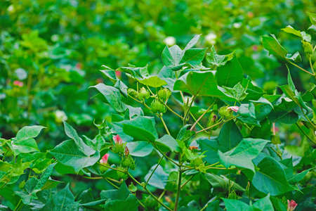 Flowering cotton gardens that have not yet been cotton