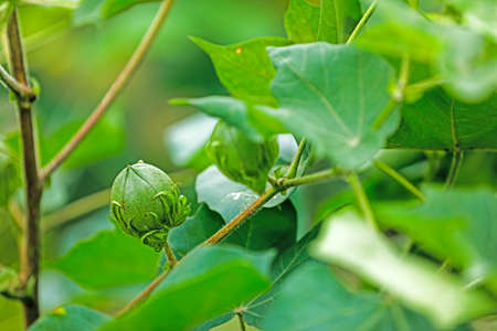 Flowering cotton gardens that have not yet been cottonの写真素材