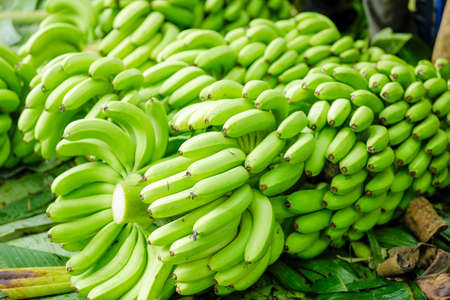 Green banana bunch at agriculture fieldの写真素材