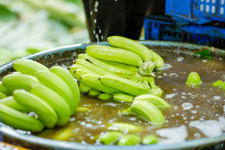 Green banana bunch at agriculture fieldの写真素材