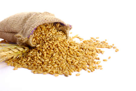 Fresh Wheat grain in bag on white backgroundの写真素材