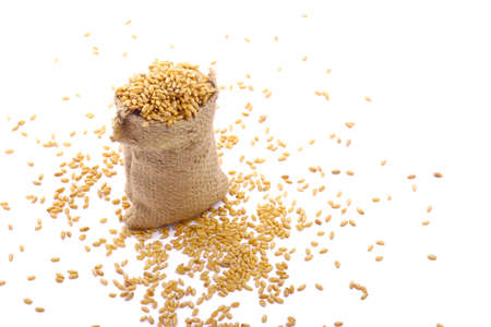 Fresh Wheat grain in bag on white backgroundの写真素材