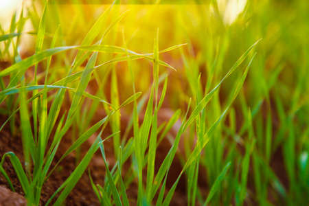 Green wheat plants in row at agriculture fieldの写真素材