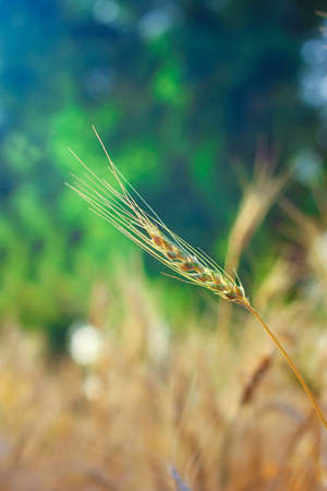 Indian wheat field, indian agricultureの写真素材