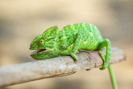 Green chameleon on wooden stickの写真素材