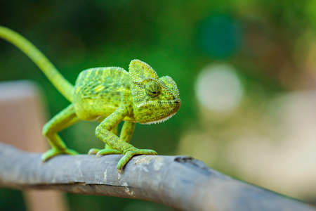 Green chameleon on wooden stickの写真素材