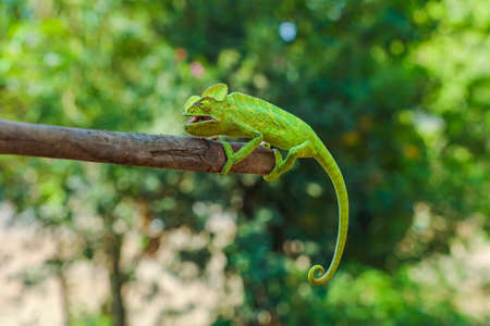 Green chameleon on wooden stickの写真素材