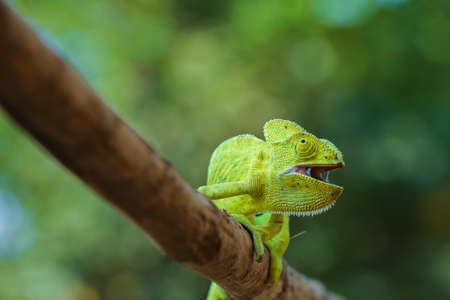 Green chameleon on wooden stickの写真素材