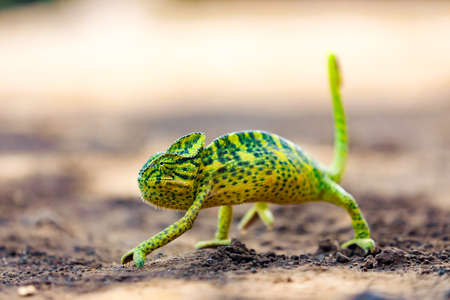 Green chameleon walking on earthの写真素材
