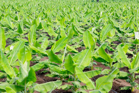 Banana plantation. Banana Farm. Young banana plants in a rural farm in india