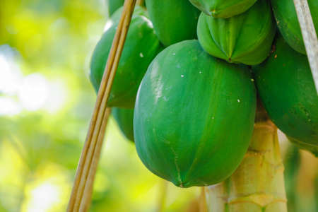 Papaya fruit bunch at papaya farmの写真素材