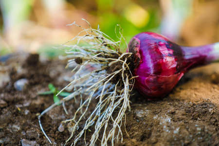 Red onion with root at agriculture fieldの写真素材