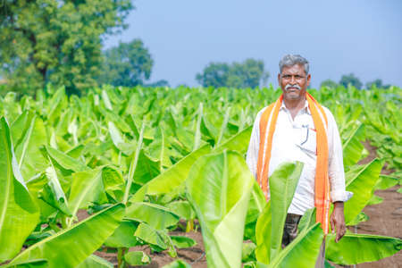 indian farmer at banana agriculture field