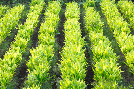 Turmaric plants at agriculture fieldの写真素材