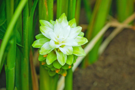 White flower on turmaric plant at agriculture fieldの写真素材
