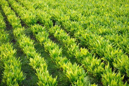 Turmaric plants at agriculture fieldの写真素材