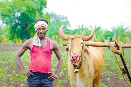Indian farmer working at agriculture field in traditional wayの写真素材