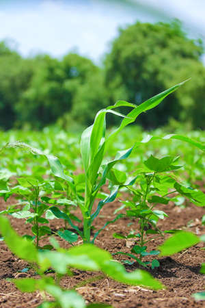 Indian farmer working at agriculture field in traditional way