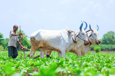Indian farmer working at agriculture field in traditional wayの写真素材