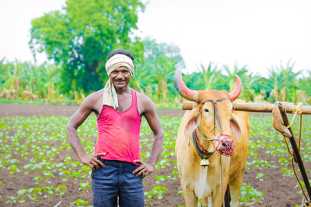 Indian farmer working at agriculture field in traditional wayの写真素材