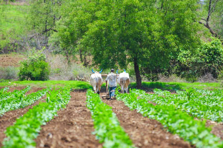 Indian farmer working at agriculture field in traditional wayの写真素材