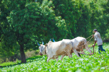 Indian farmer working at agriculture field in traditional way