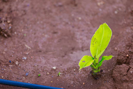 Small banana plant at agriculture field