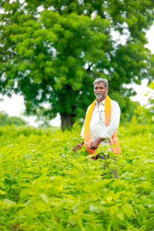 young indian farmer at cotton field , Indiaの写真素材